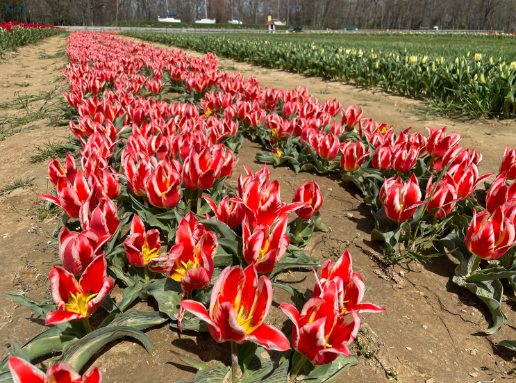 April Recap_Red and White Tulips _K. Martinelli Blog .png
