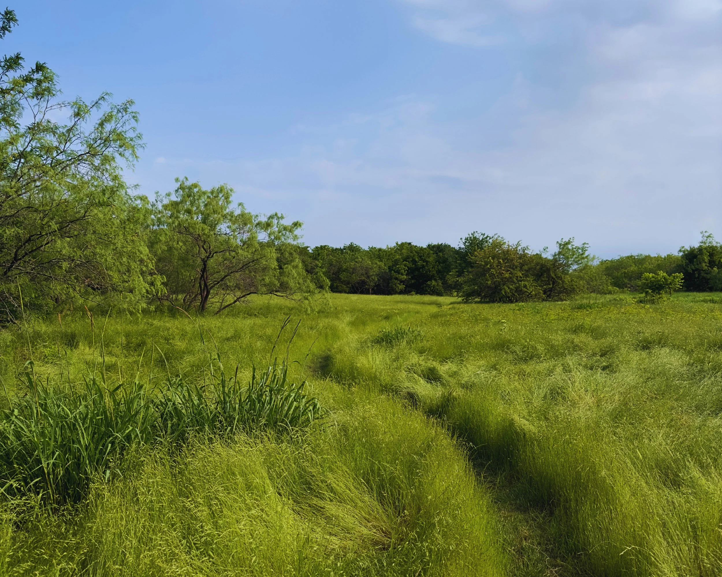 Starflower Meadow: Where Nature and Story Meet