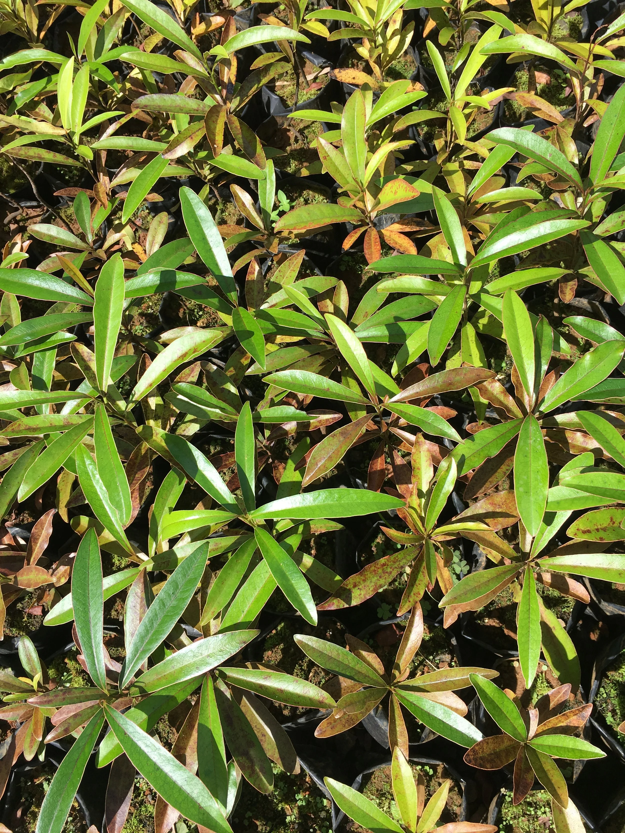 Ebony seedlings_02.JPG