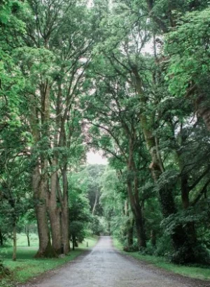 avenue.jpg