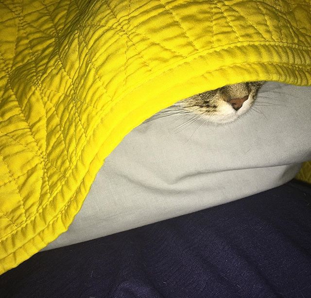 Current mood
#crazyweather #cold #montreal #mtl #montrealweather #rain #tired #weirdweather #mood #instamood #cat #catsofinstagram #cats #yellow #covered #overit #cocoon #comfy #nap #letstakeanap #catsleeping #catlove #mtlblog #catphoto #potd #photog