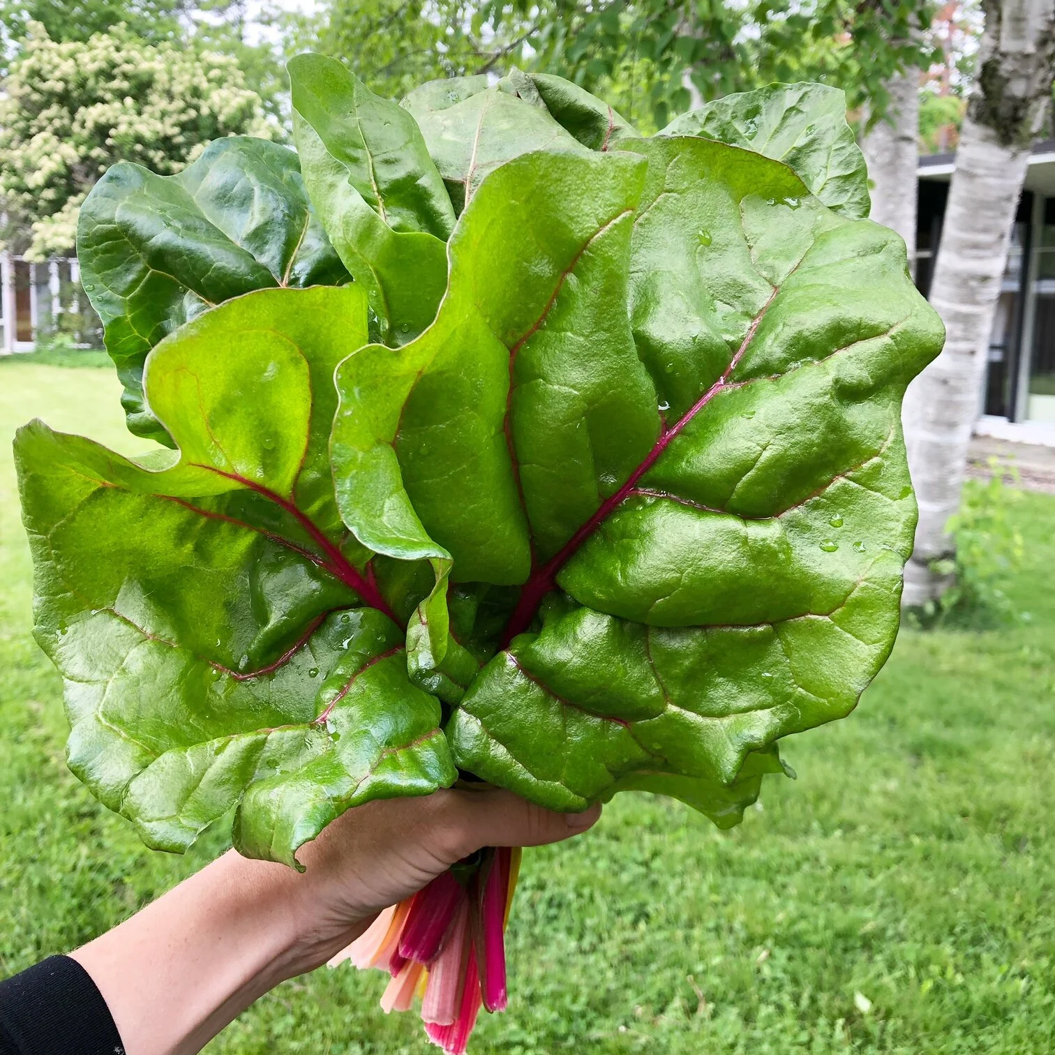 Swiss Chard