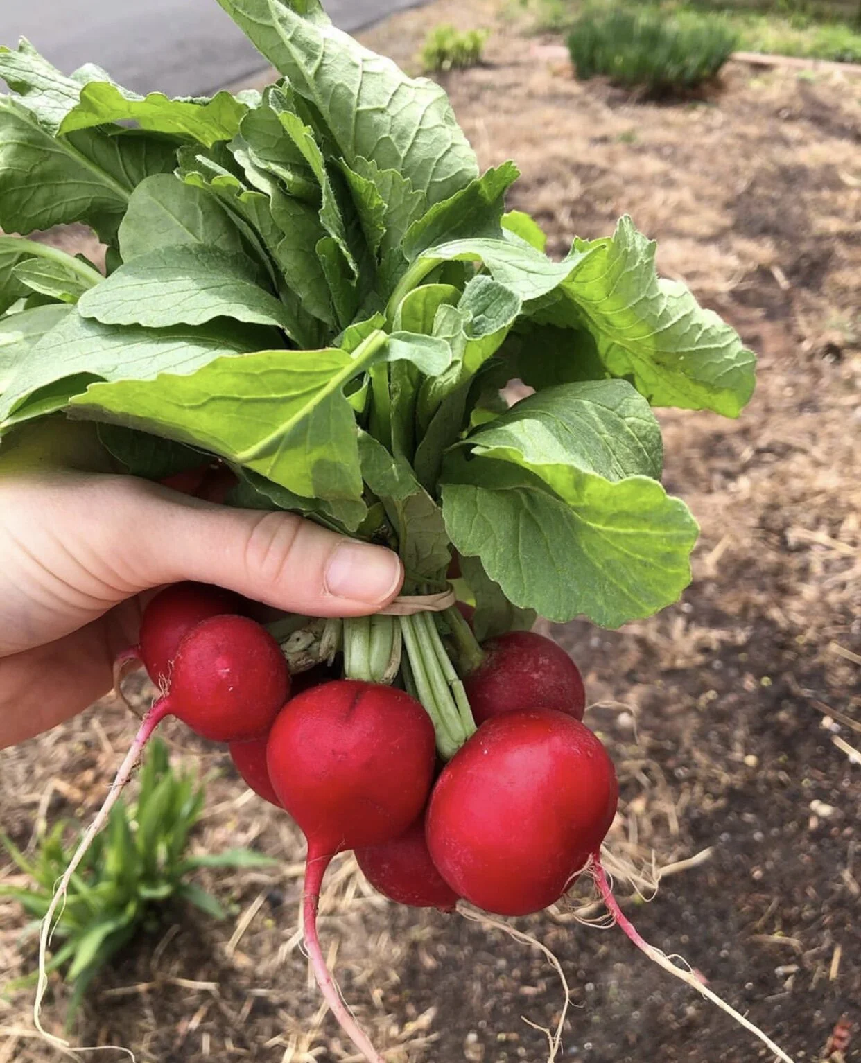 Radish — Local Harvest CSA