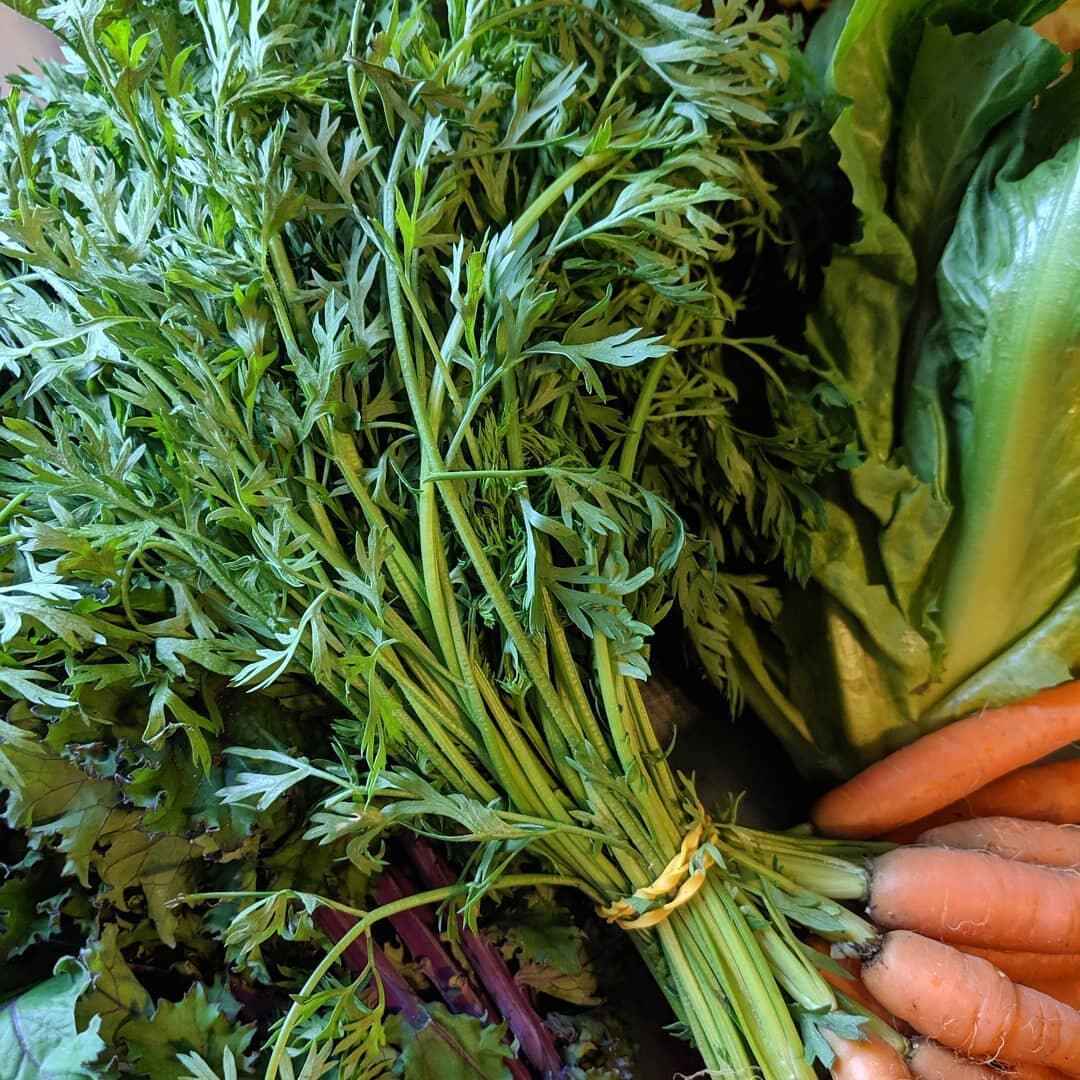 Did you know carrot tops are edible? Before you compost those gorgeous greens, make yourself a carrot top pesto! I've put a couple recipes (ingredients) up in the stories...and there are a bunch if you do a quick search! Not a fan? Chickens love carr