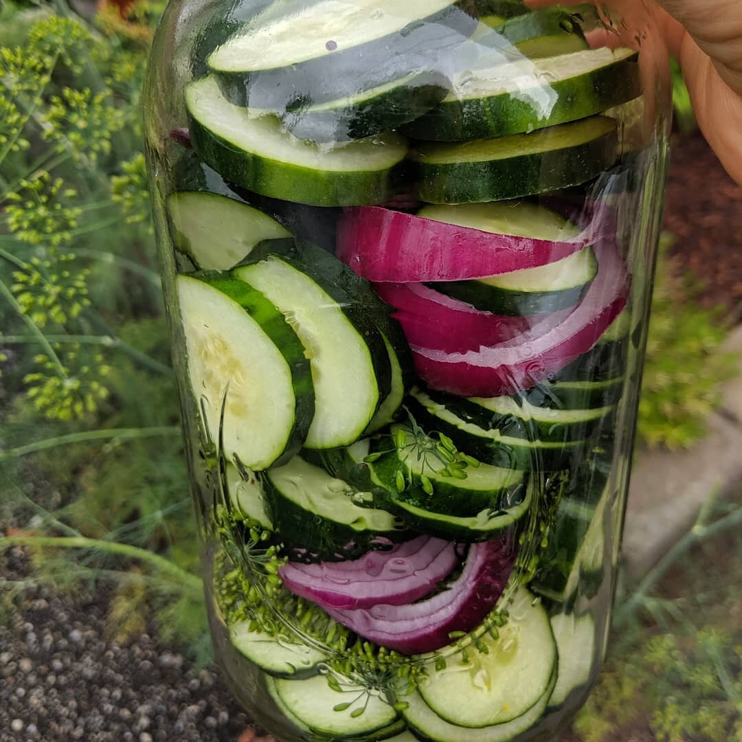 Happy 4th friends!

Couldn't resist making some refrigerator pickles with the first cucumbers of the season (found at the Concord farmer's market) yesterday!

Ingredients and method below (sorry I don't measure!)

*sliced cucumbers
*vinegar of choice