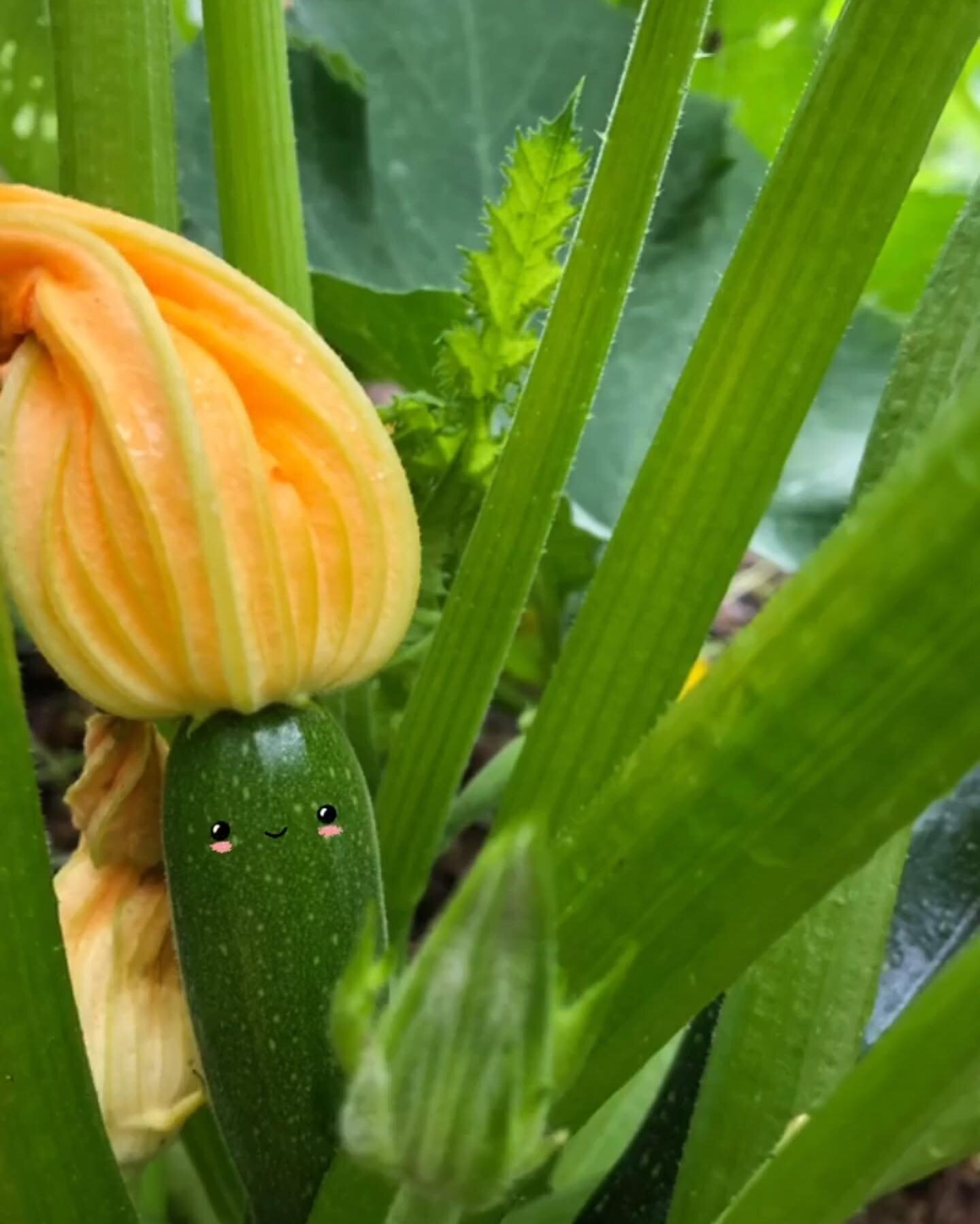 It&rsquo;s zucchini season! We&rsquo;ve been roasting and grilling them for dinner with a little butter and fresh herbs. 🌿What are your favorite ways to cook up zucchini? 

#eatlocal #localharvestnh #yesfarmsyesfood #concordnh #zucchini #nhharvest #