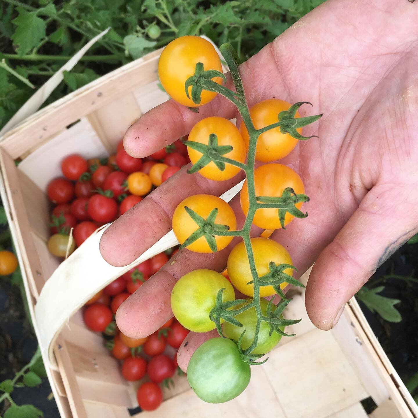 It may be another dreary day outside but it sure feels like summer in the kitchen with fresh cherry tomatoes! 🍅 This yellow-gold variety is called Sun Gold. They&rsquo;re sweet and tart and so delicious 🤤 

#eatlocal #localharvestcsa #communitysupp