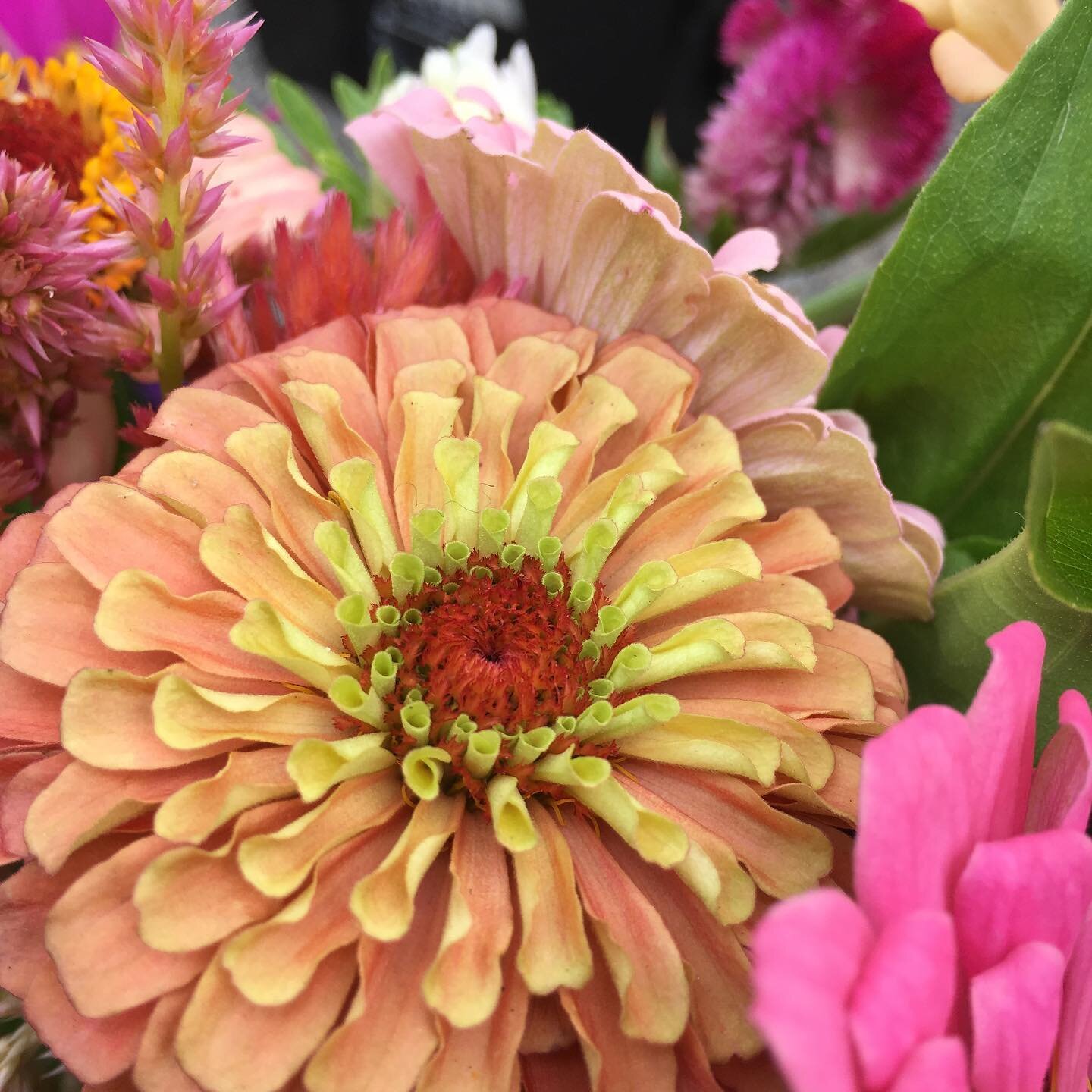 Our first-ever flower share starts next week! The bouquets will change from week to week depending on what&rsquo;s in bloom but your farmers are growing zinnias, cosmos, sunflowers, gomphrena, celosia and more! If you&rsquo;re signed up for flowers y
