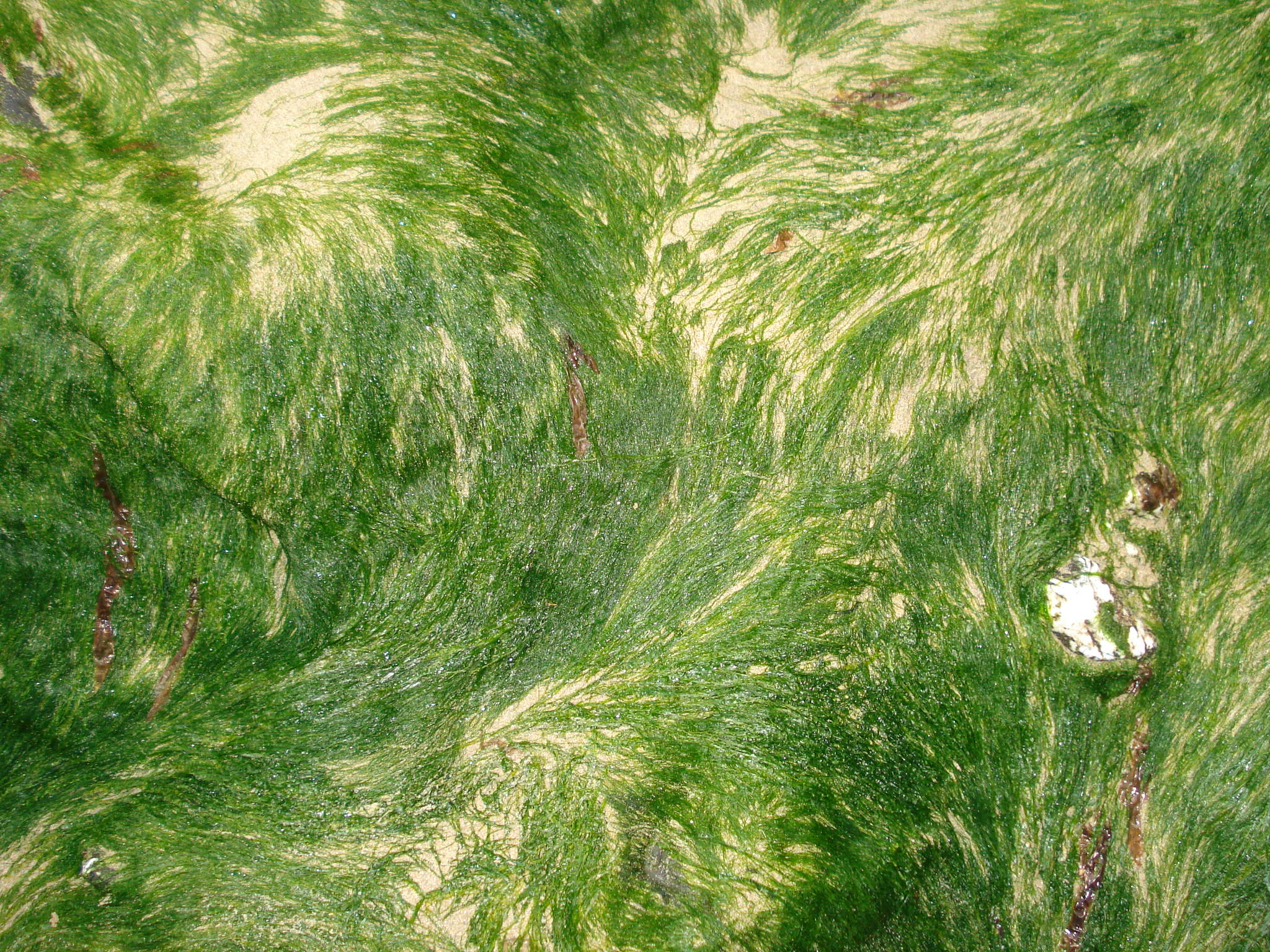 LEARNING FROM NATURE