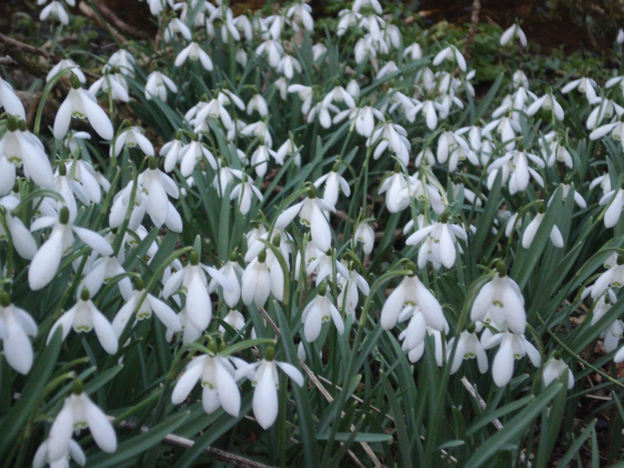 Snowdrop Valley 1.JPG