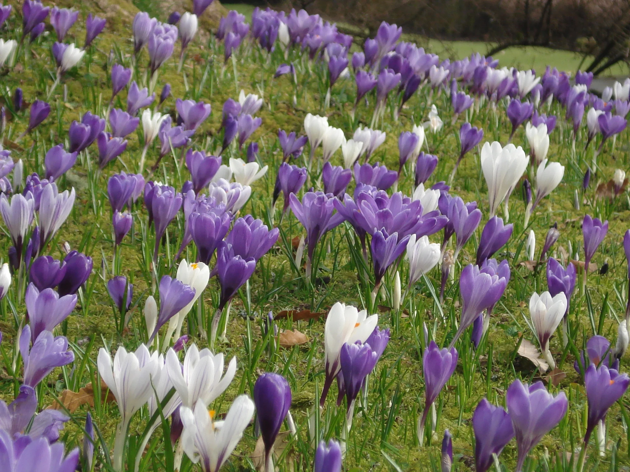 Snodrops&Crocuses at Dartington 2.JPG