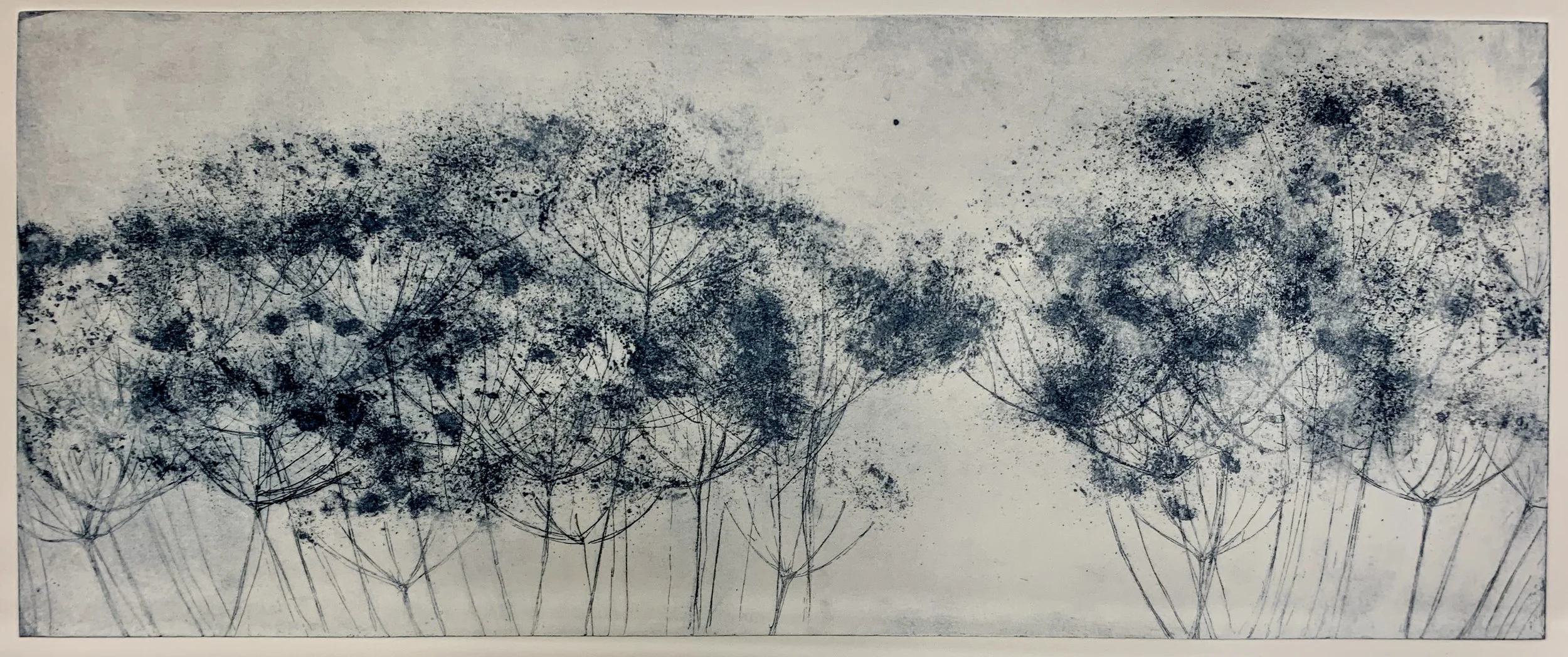 Cow Parsley