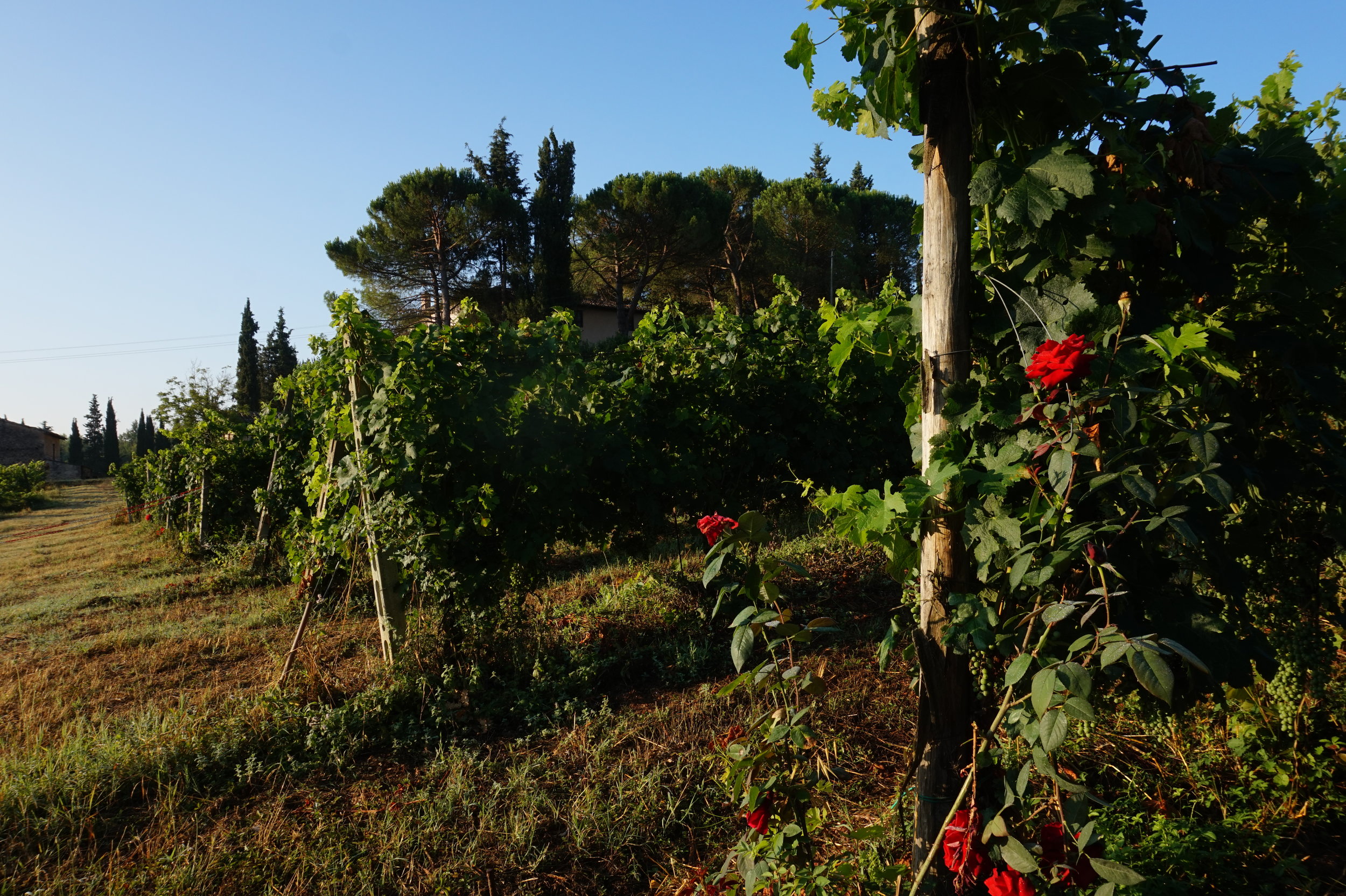 Hiking in Tuscany