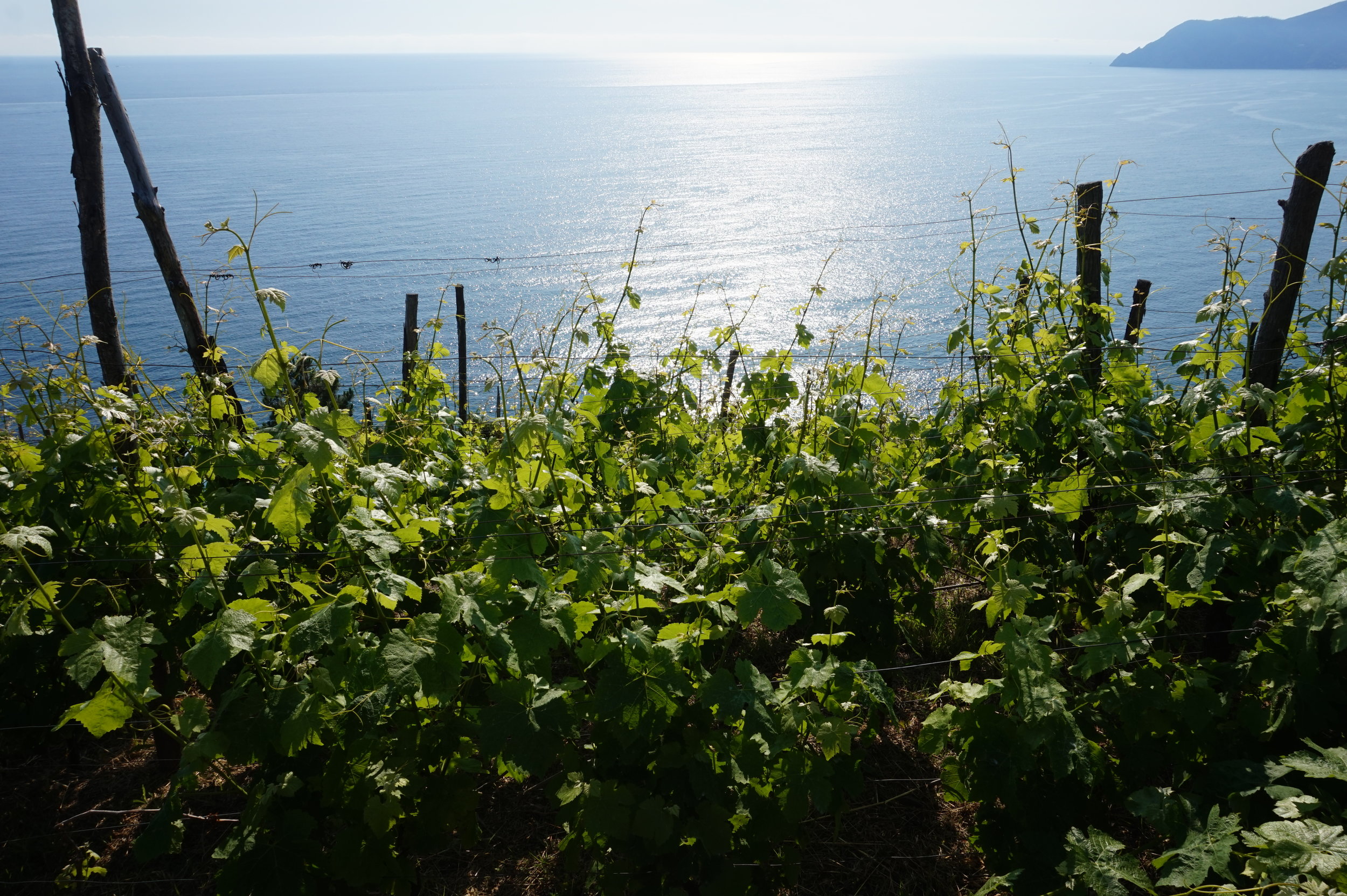 Cinque Terre Walking Tours