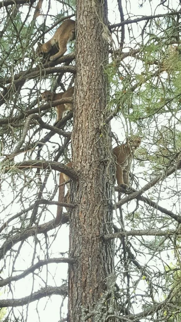 cougars.jpg