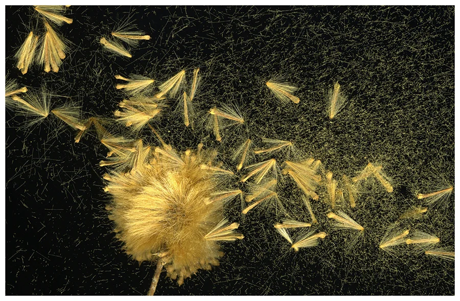 Sycamore Seed, a rchival gicleé print