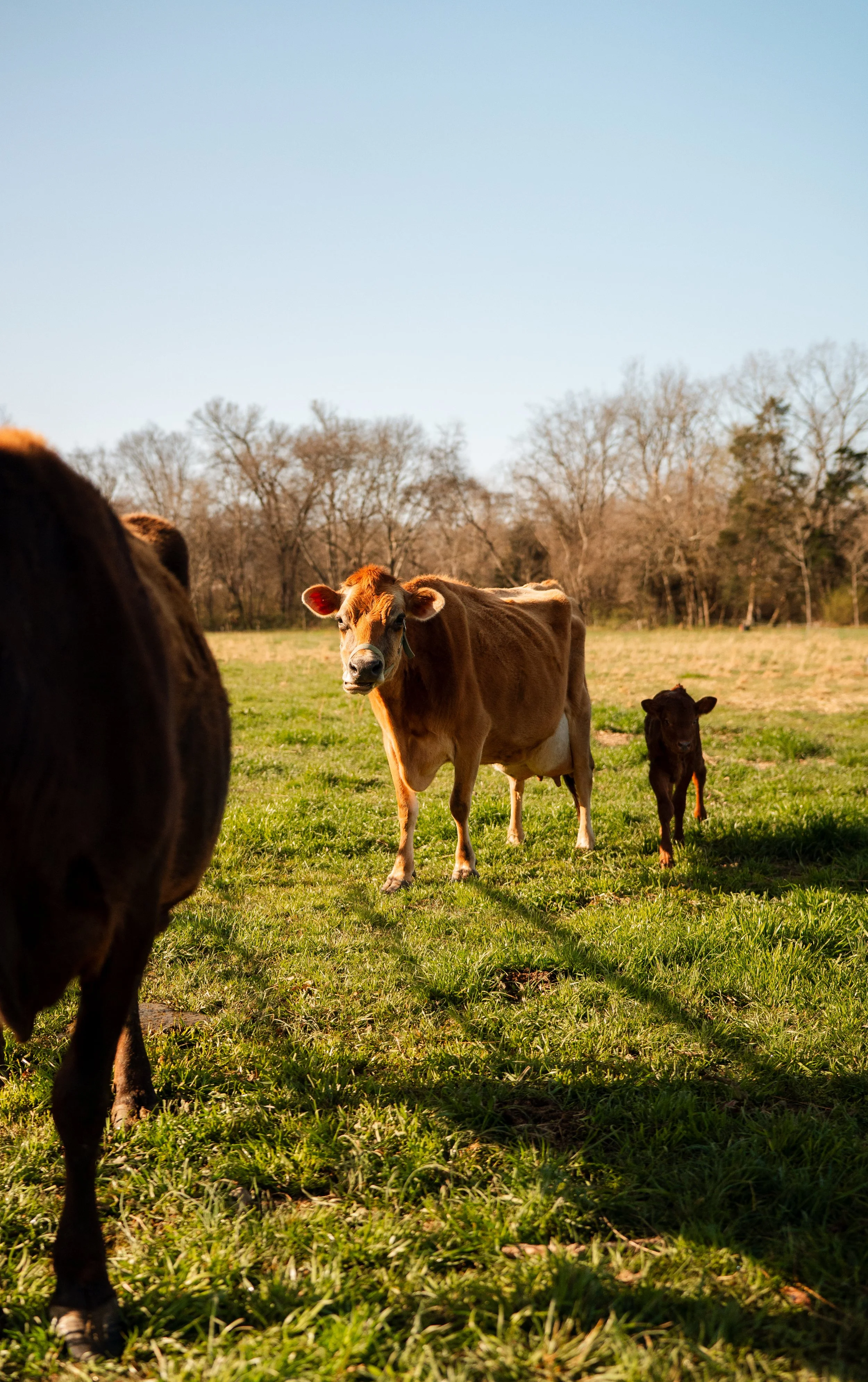 Anderson Family-7.jpg