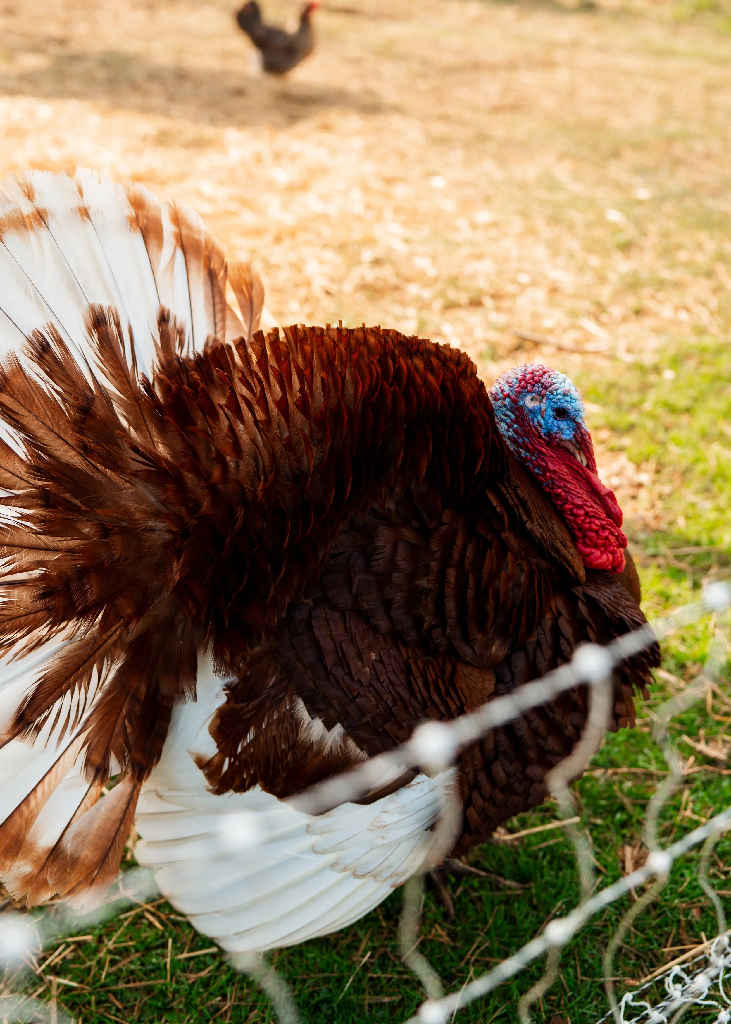 Higgins Family-2.jpg