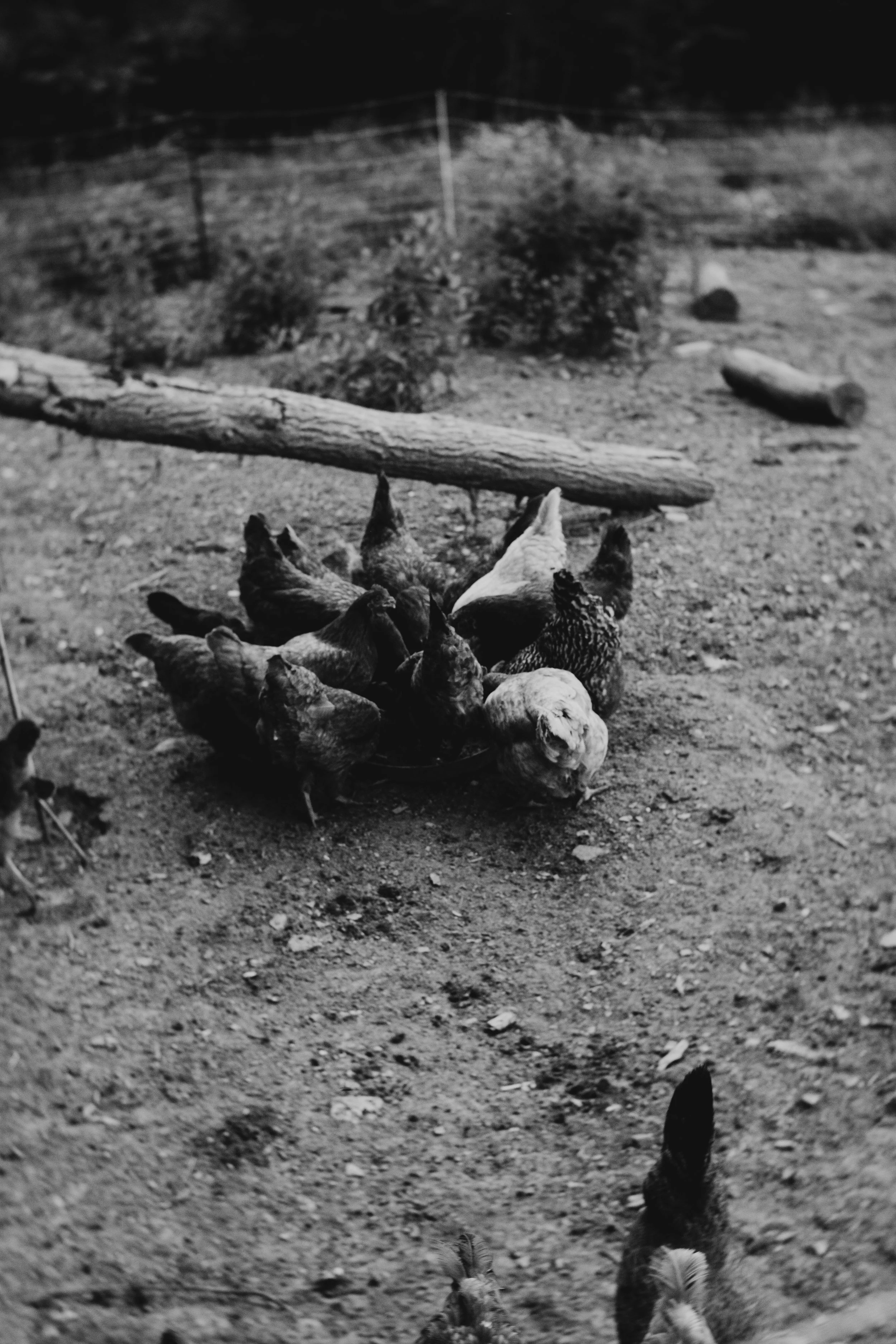 Irving Family-13.jpg