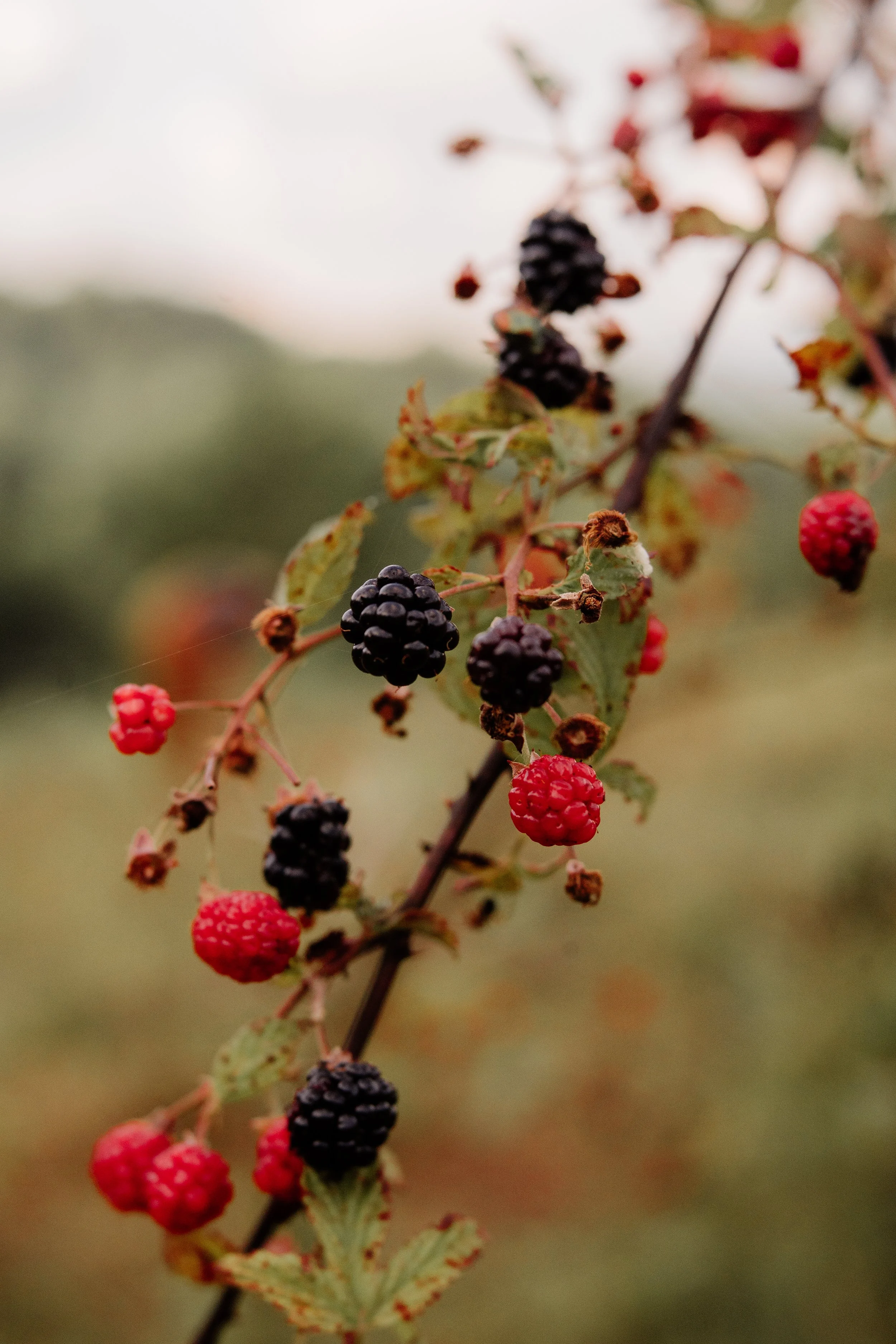 Irving Family-21.jpg