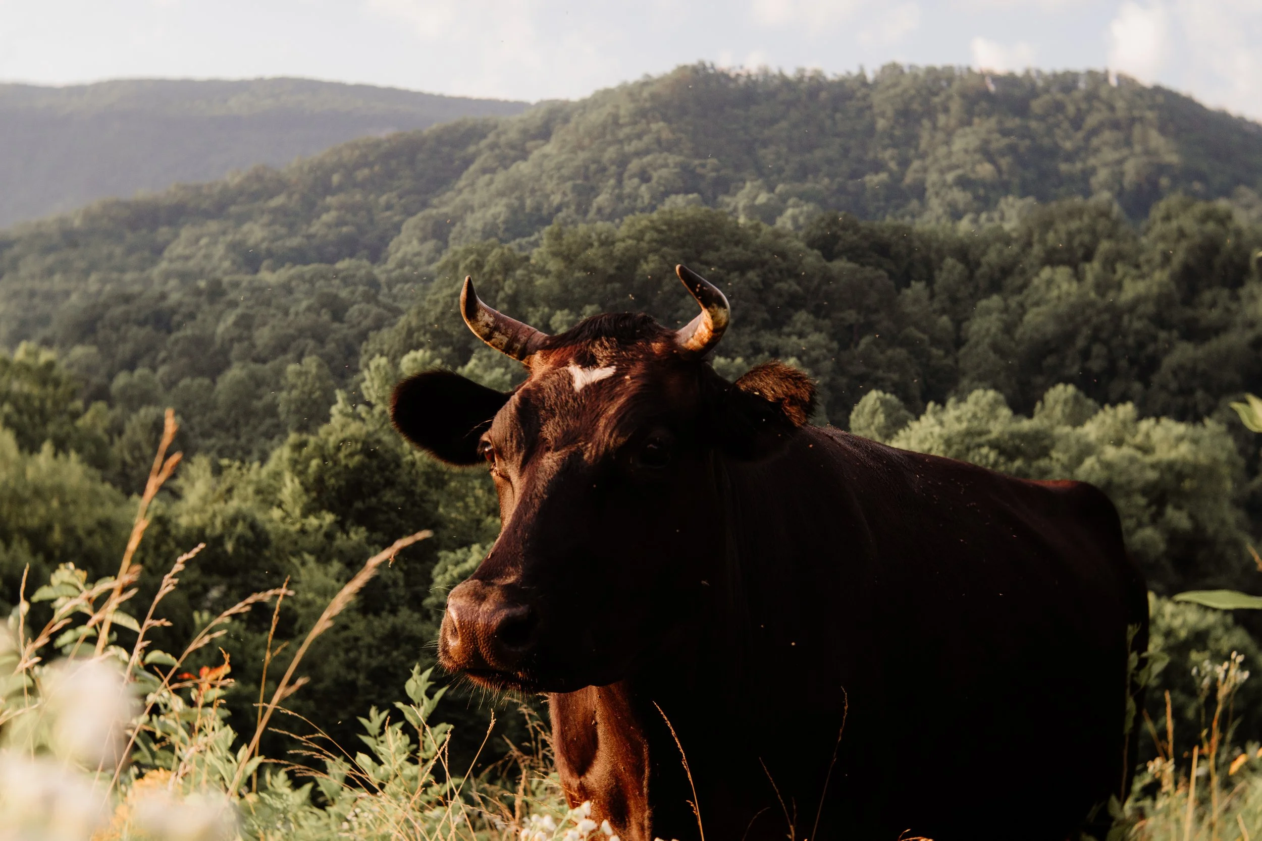 Irving Family-25.jpg