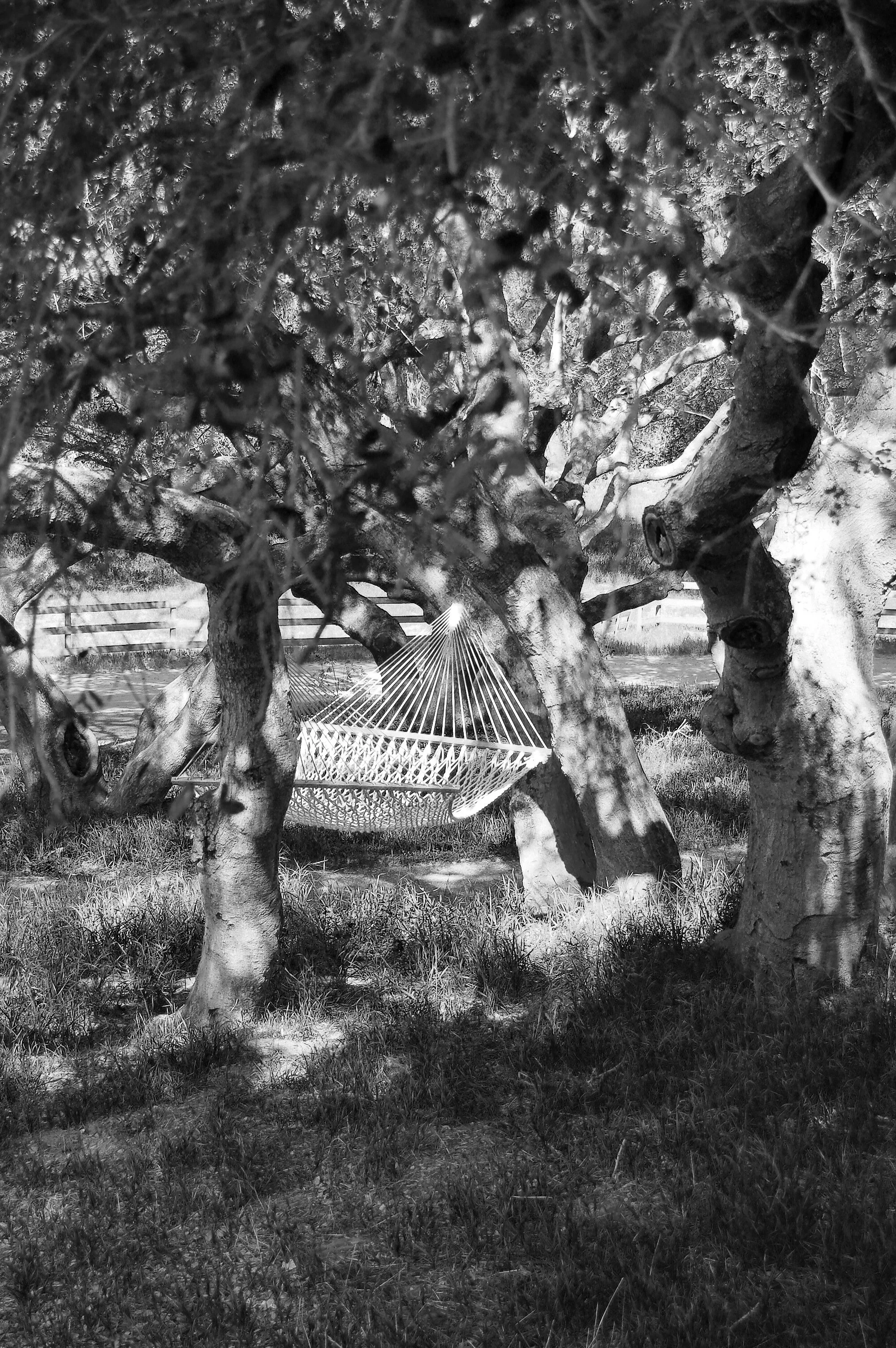 hammockcopy.jpg