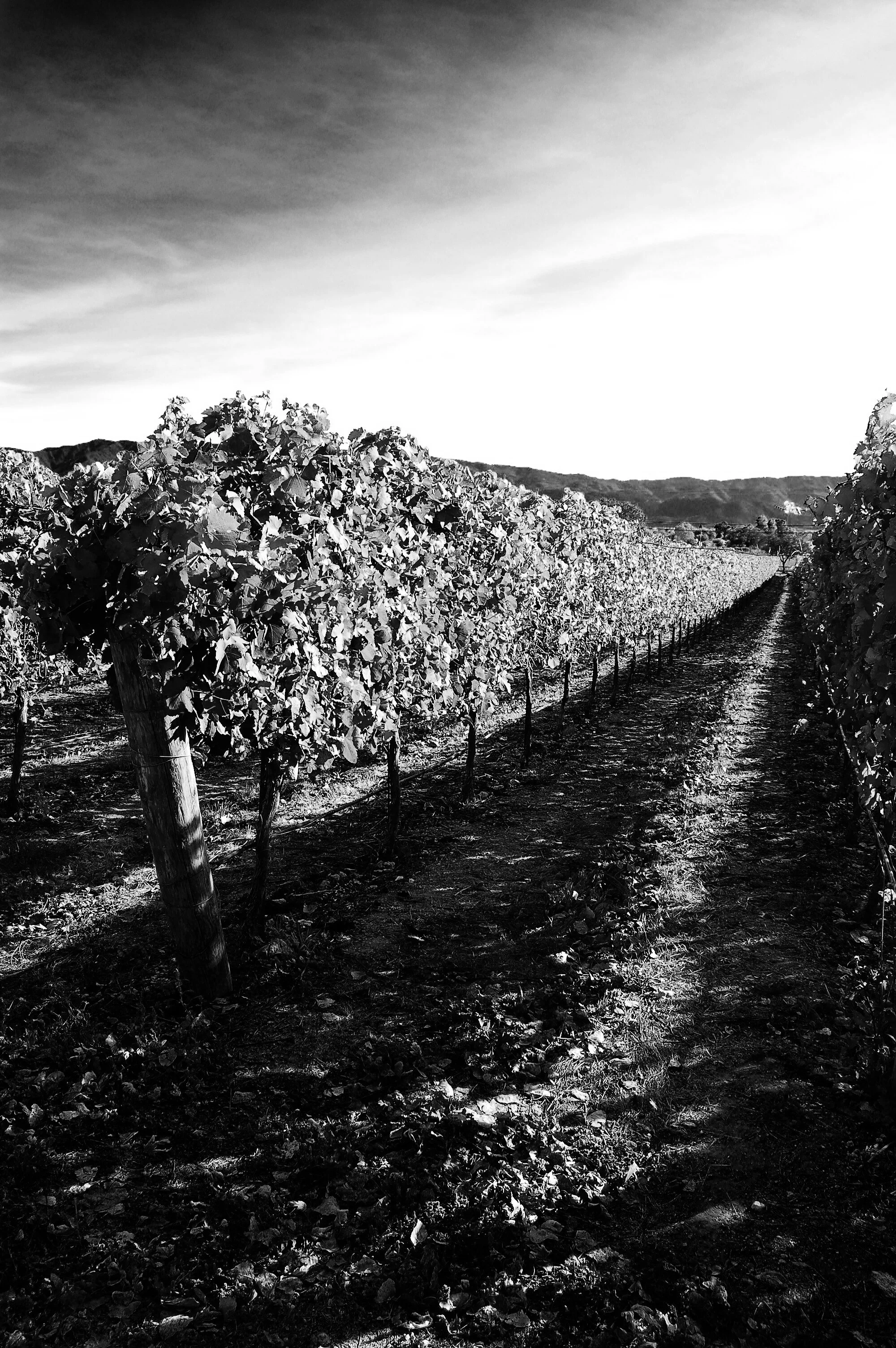 moodyvineyard.jpg