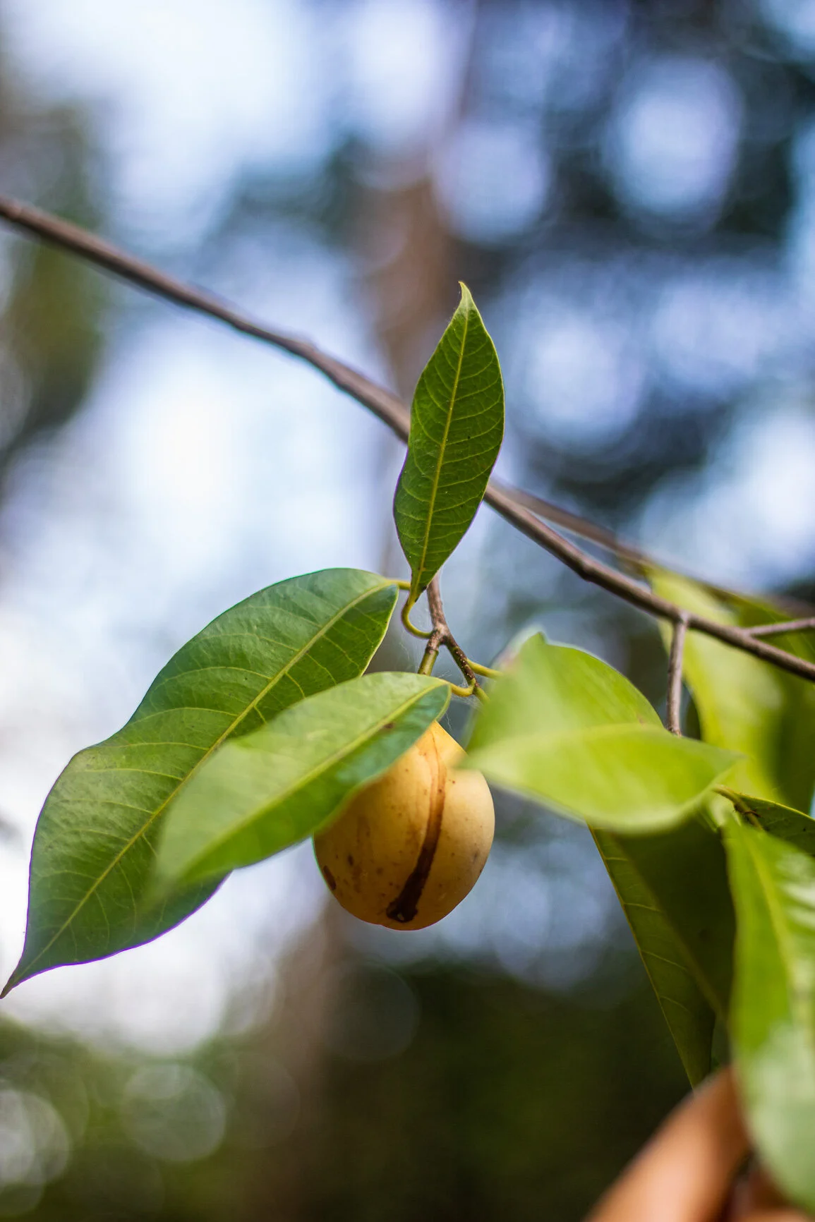 Our Nutmeg Plantation in Grenada and a guide to selecting quality