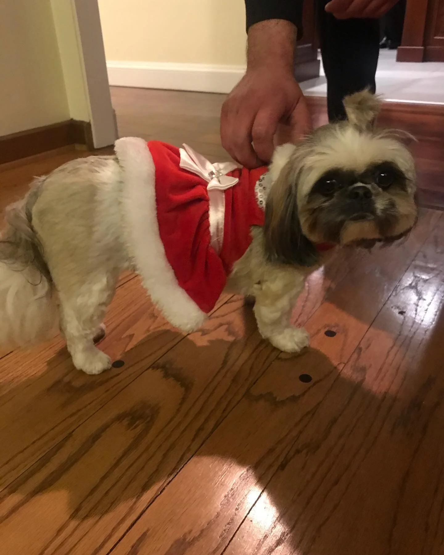 We all know who the star of Steve Fisher ‘s annual “prayer service” meeting was! And she is never a grinch ! Always on the Nice list! Miss. Sophie adorable 😍 as always. 
Thank you for having Bubbles Bartending Service staff you&rs