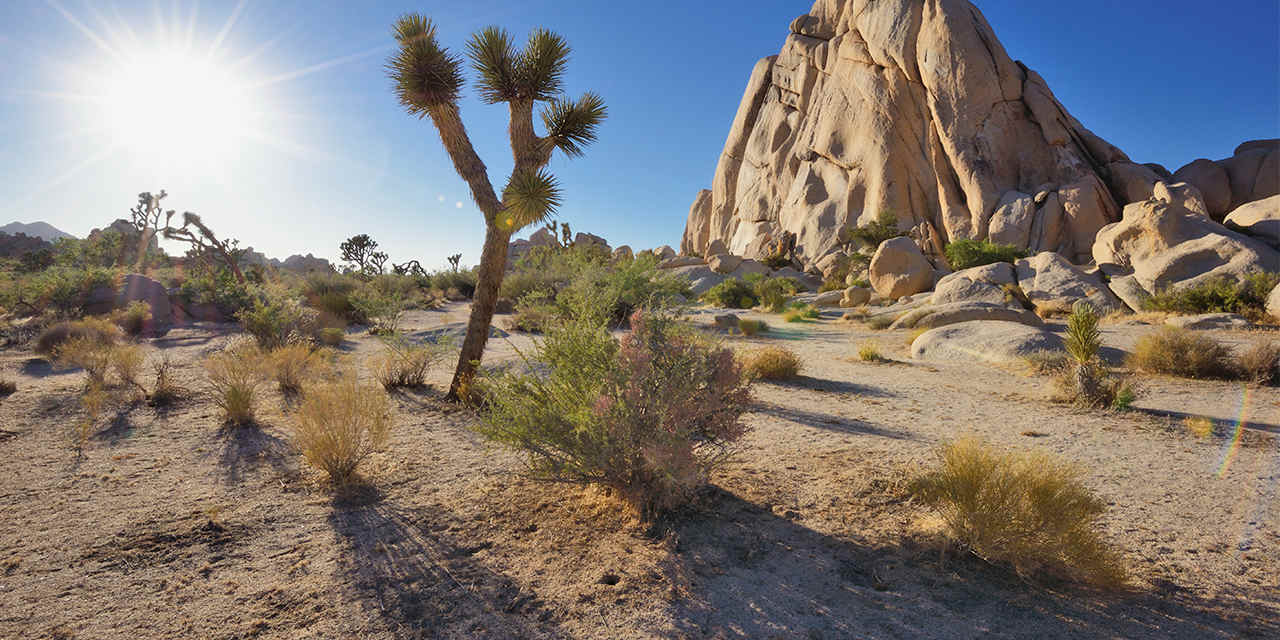 vc_ca101_nationalparks_joshuatree_st_rm_596216344_1280x640.jpg