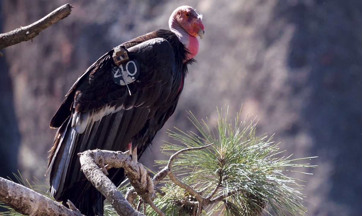 Christensen_Condor40-portrait_087786.jpg