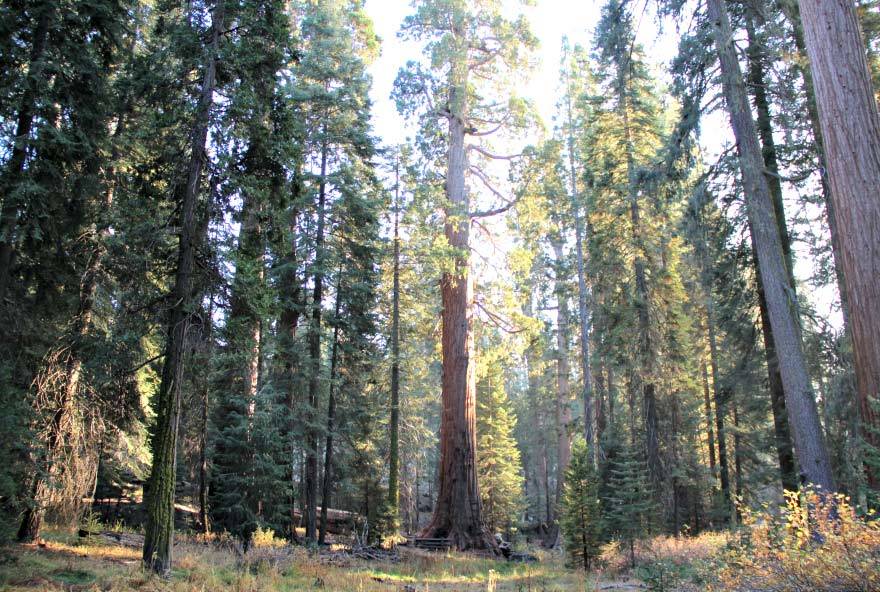 sequoia.jpg