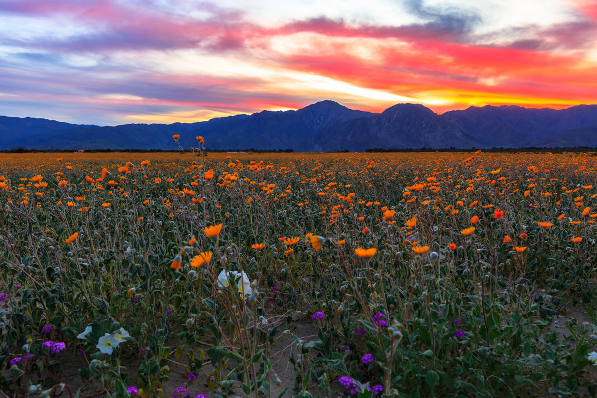 california-anza-borrego-desert-super-bloom.jpg