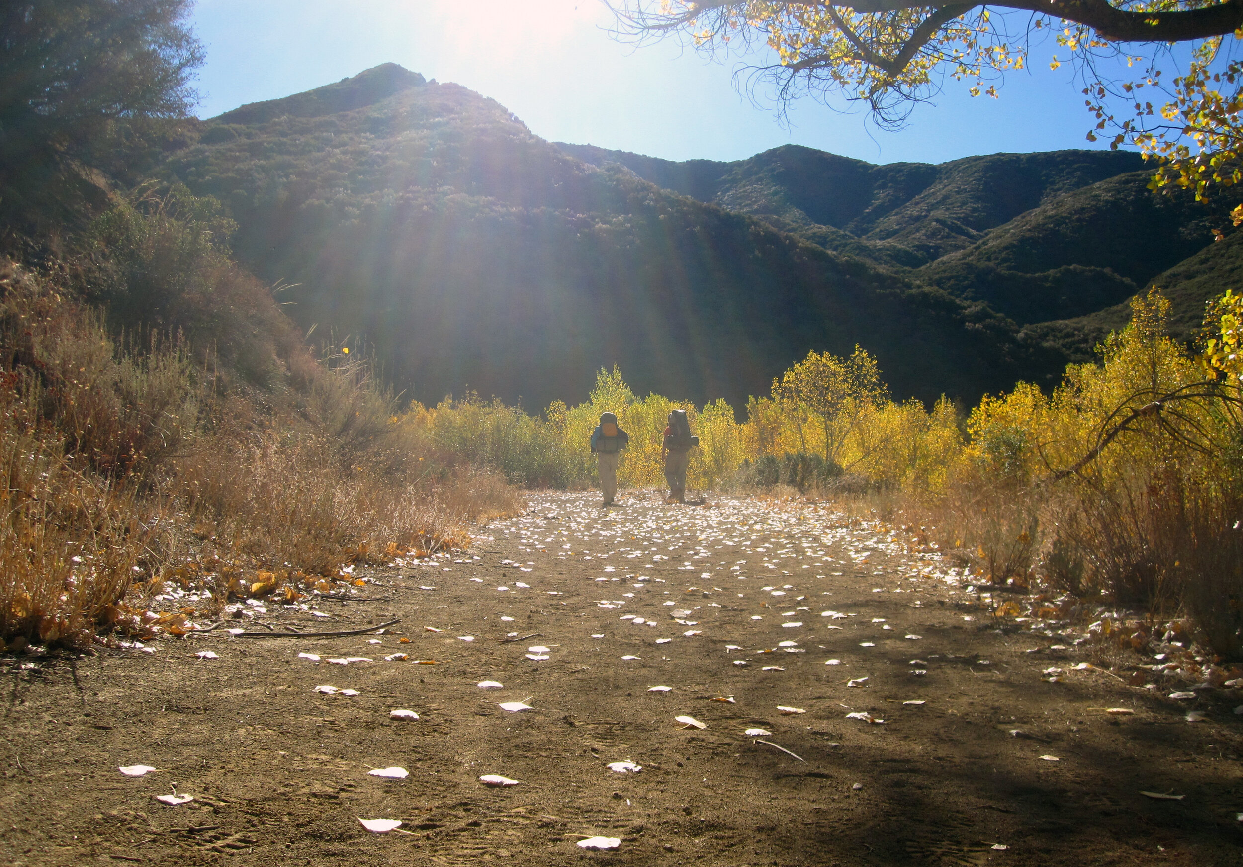 sespe-creek-trail-scattered-leaves.jpg