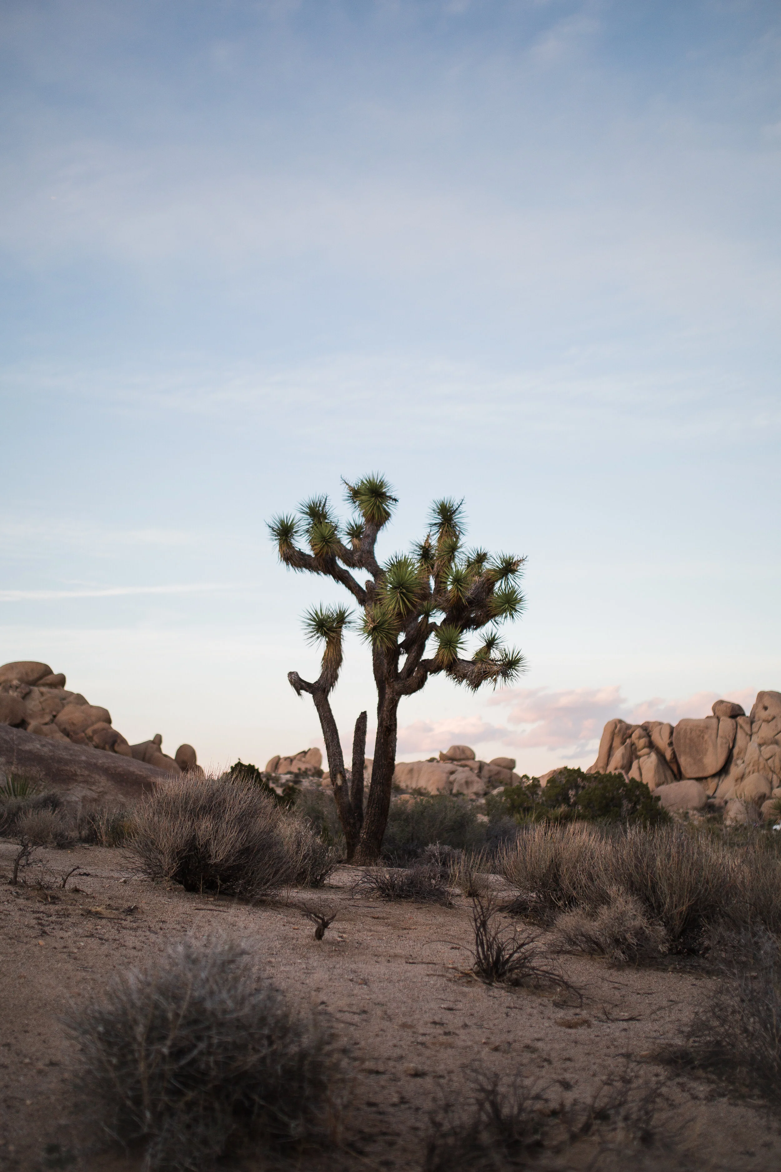  Joshua Tree Backpacking w Jenn de la Fuente PR Design 
