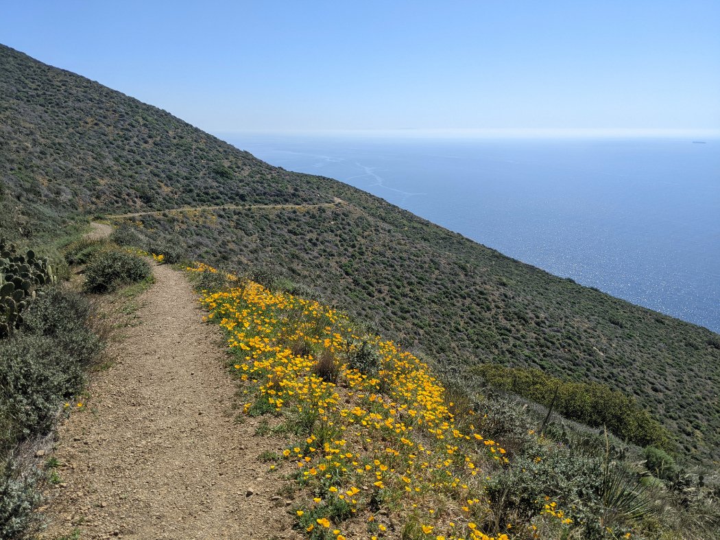 12-California-poppies-along-the-Mugu-Peak-tral.jpeg