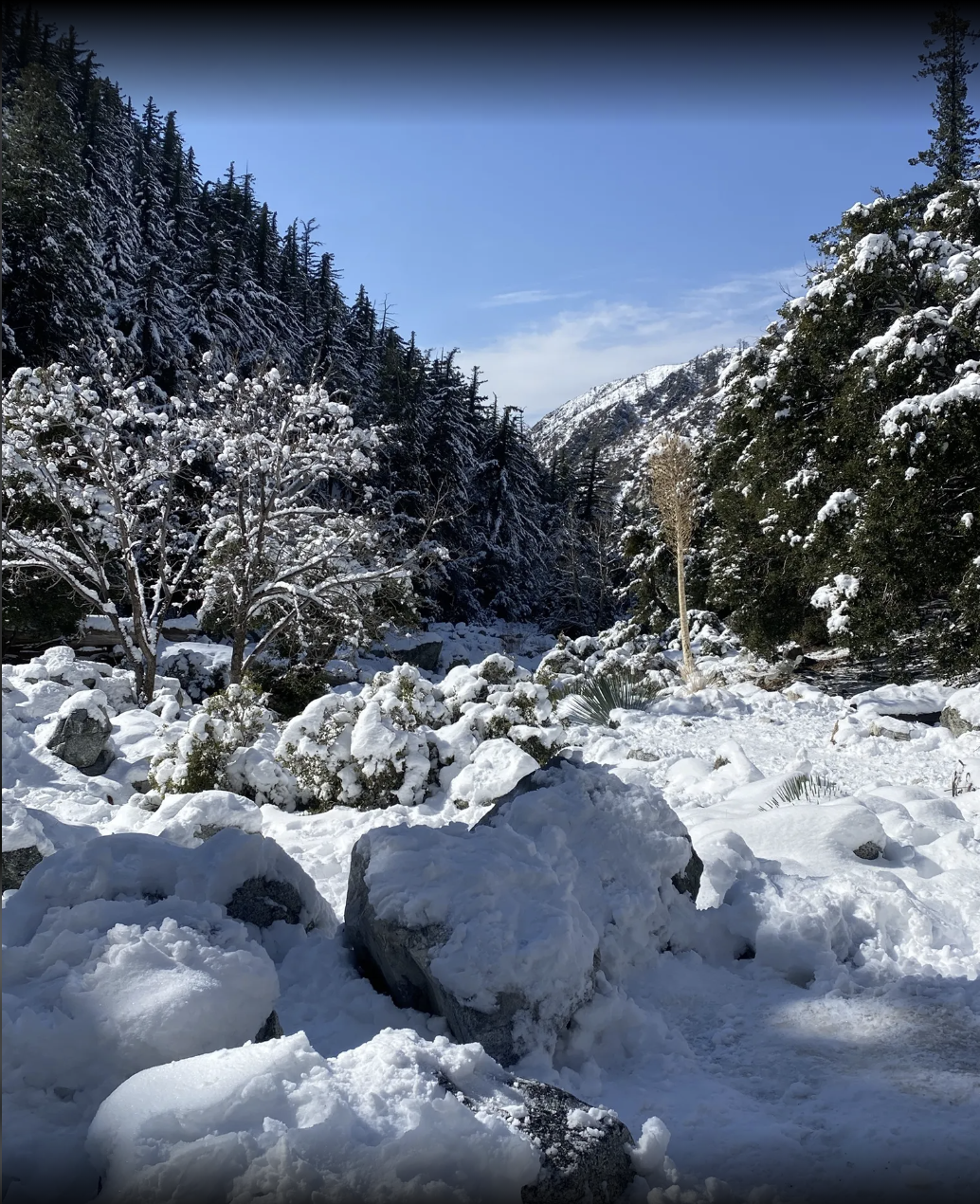 Cedar Glen Camp Trail w/ Krishna Narayanamurti {Thematic Option}