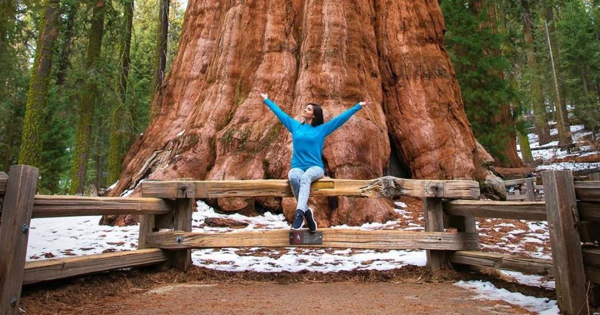 How-to-Visit-the-General-Sherman-Tree-Complete-Travel-Guide.jpg.webp