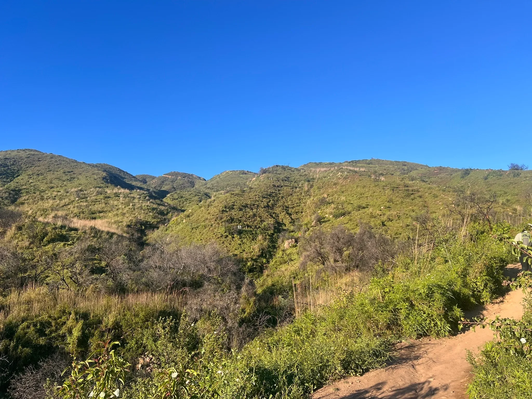 los leones pic 1.webp