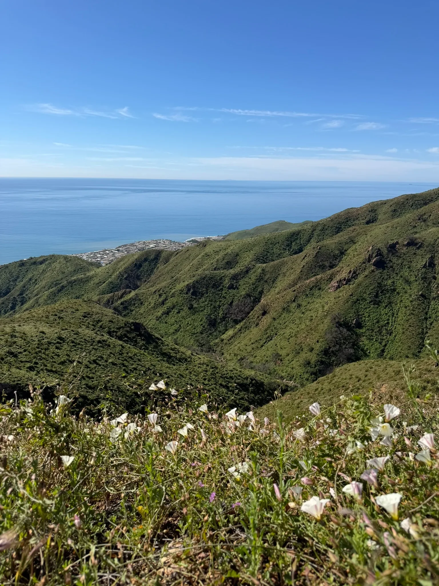 los leones pic 4.webp