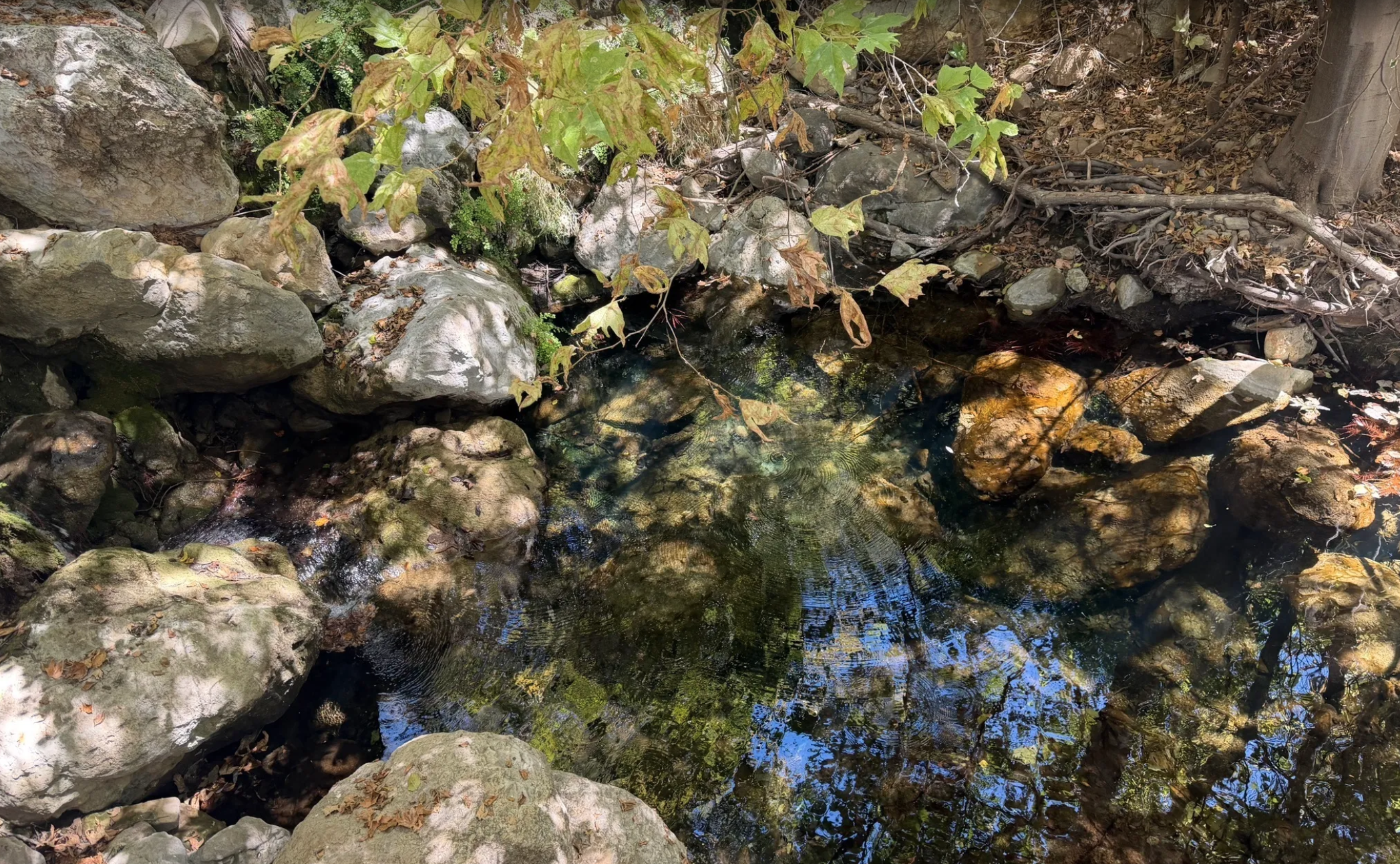 Solstice Canyon Trail w/ Grayson Jaggers {Biological Sciences}