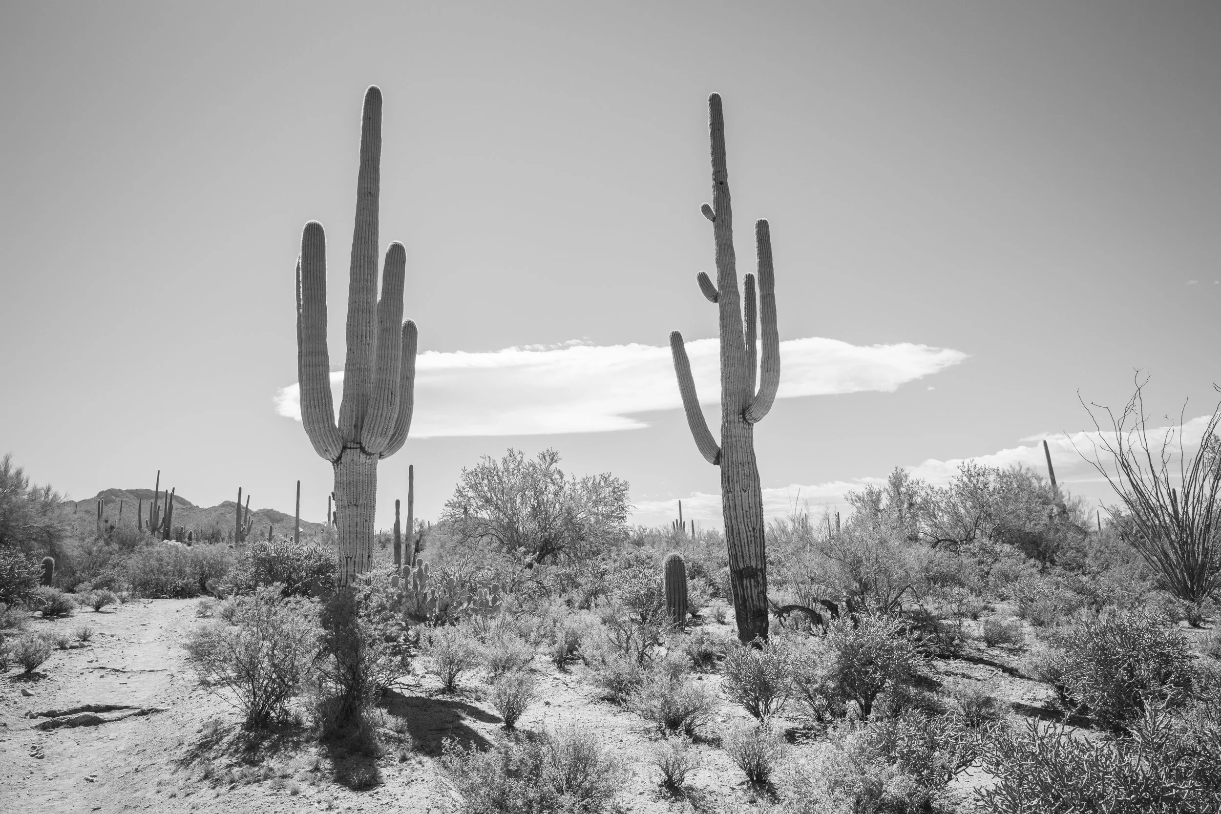 Saguaro National Park