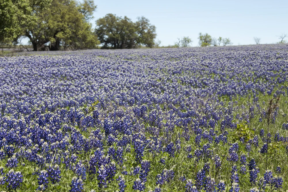 Fredericksburg Shoot 2.JPG