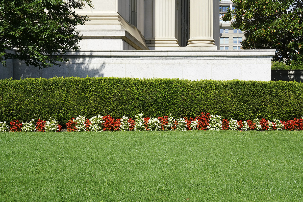 Lawn