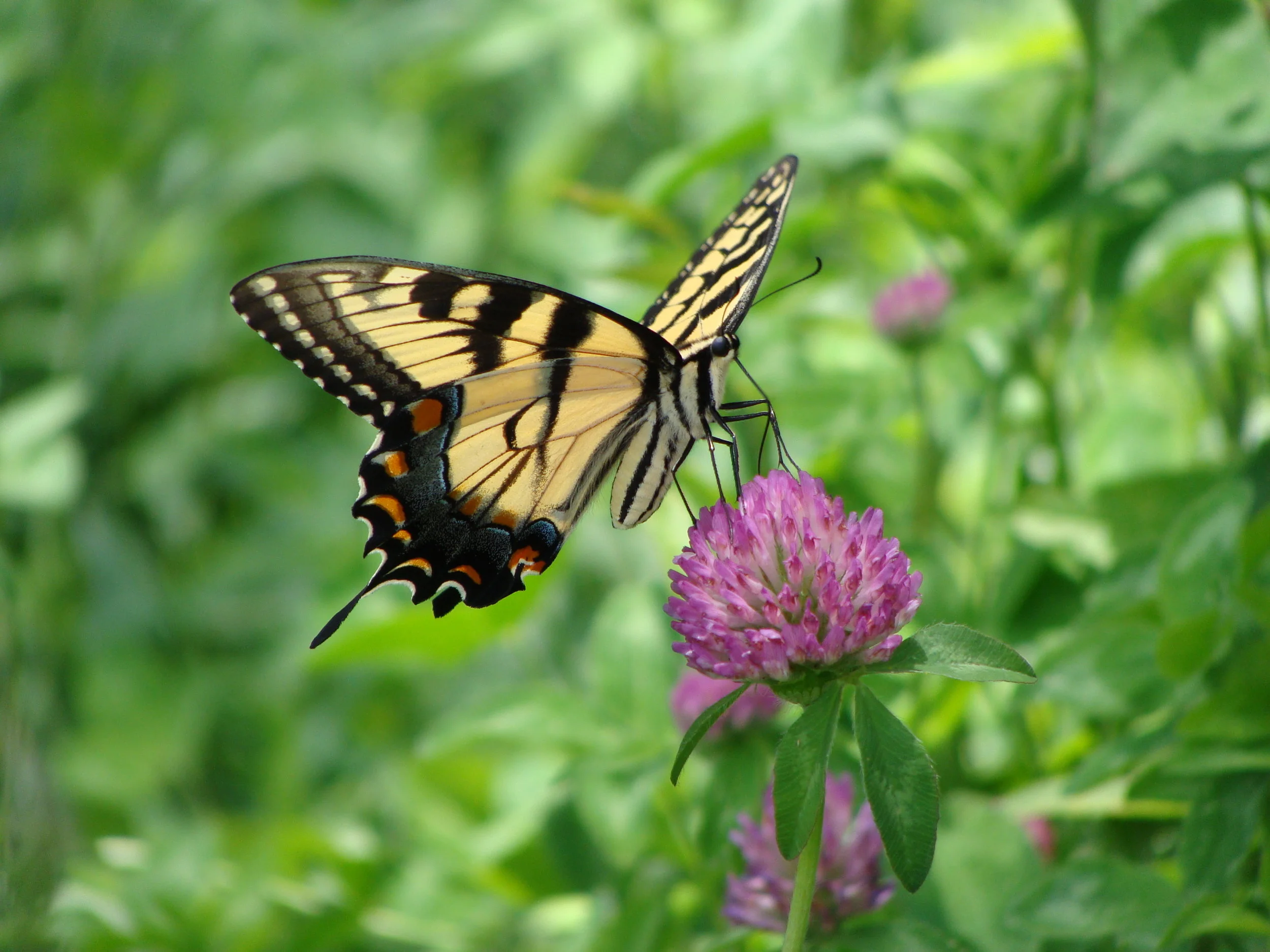 Native Butterfly.JPG