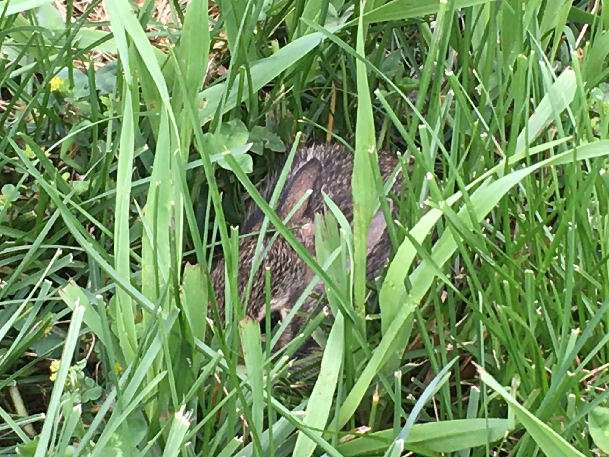 Baby Bunny in grass
