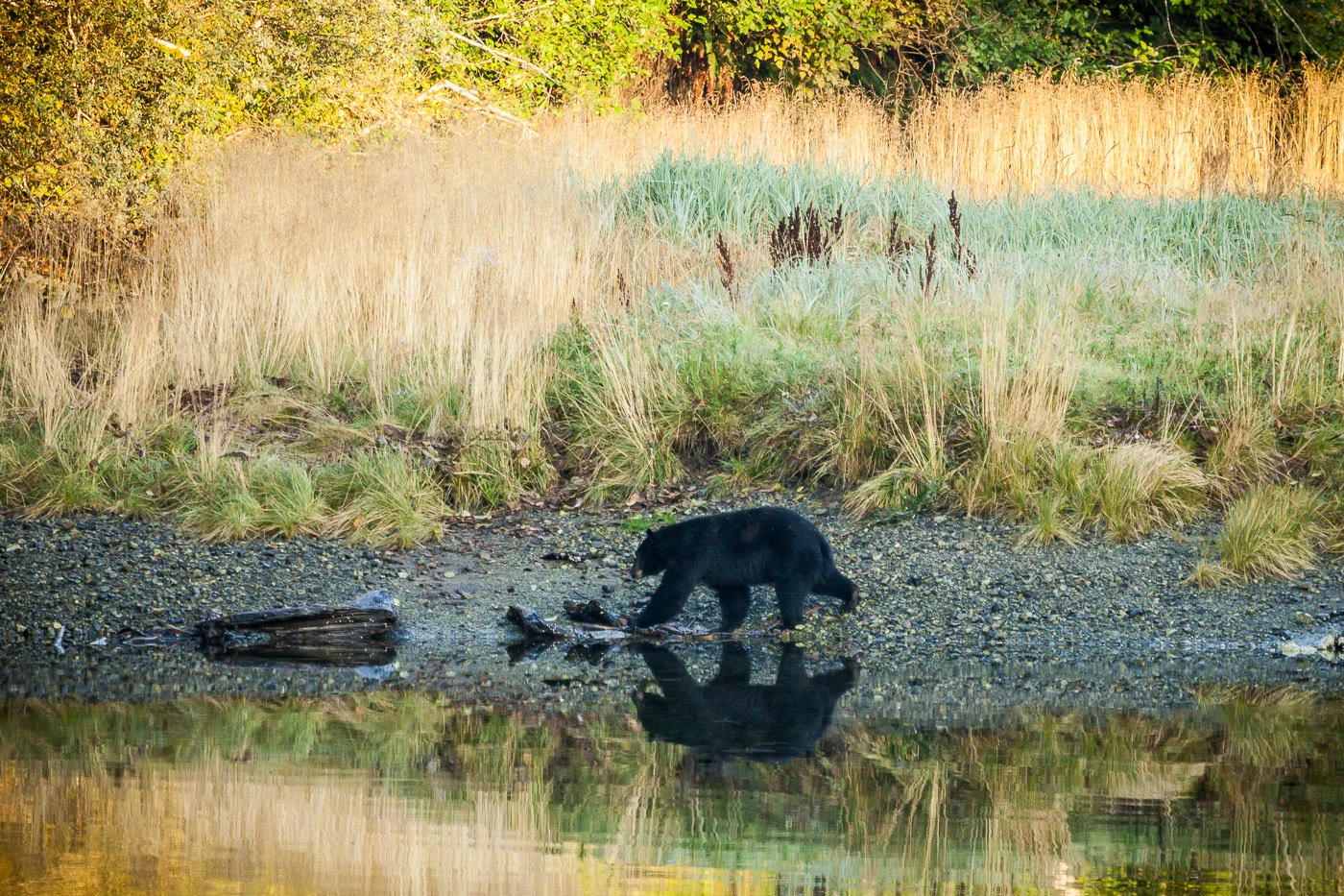 Bear_Reflections-3.jpg