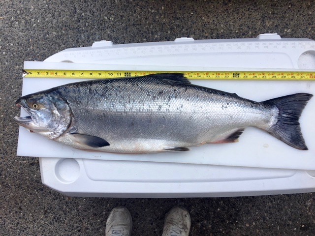 18lb Coho.jpg