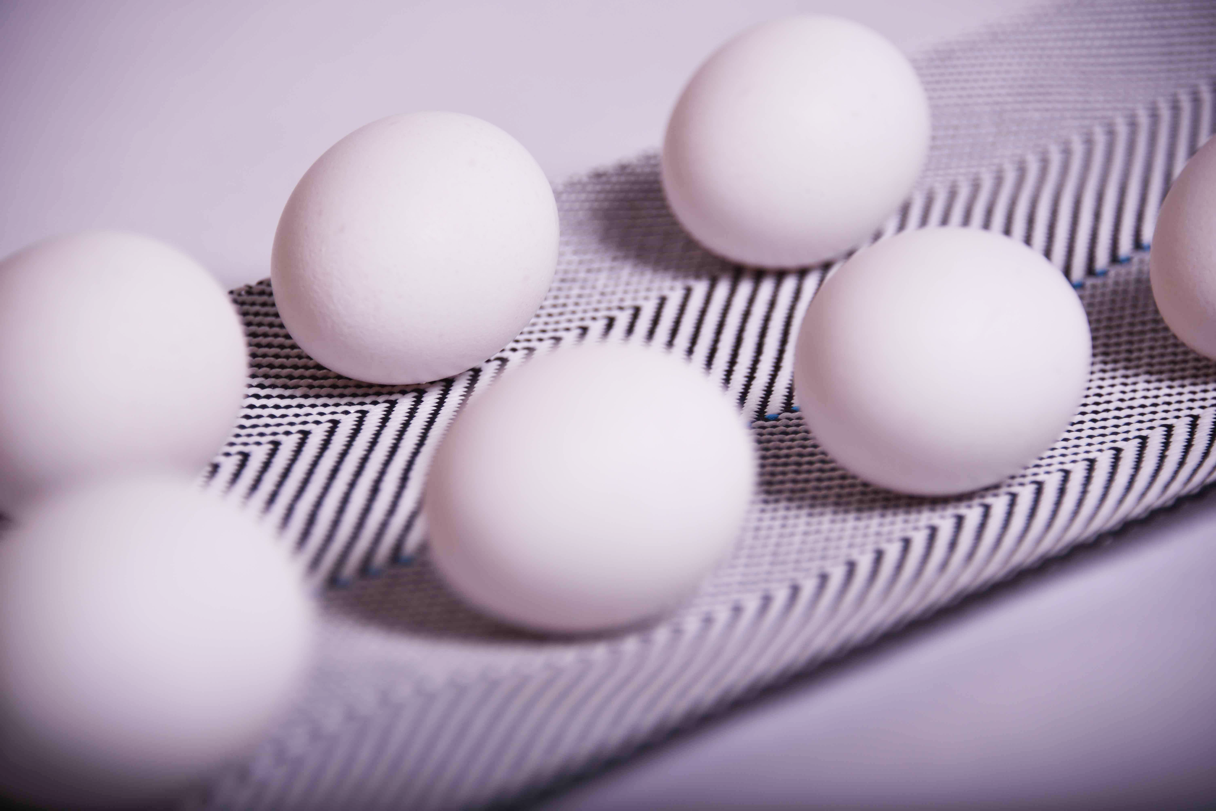 Why Breeders? — Breeders Poultry Belts Egg Belts Breeders Poultry