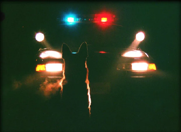 nightdog CROP.jpg
